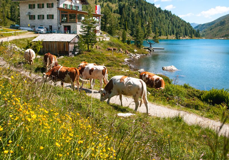 Locanda, mucche, vista sul lago, prato | © Roter Rucksack